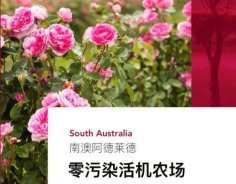 澳洲高端美妝品牌Jurlique茱莉蔻，成功入駐圣悅詩國際連鎖系統(tǒng)